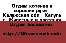 Отдам котенка в хорошие руки - Калужская обл., Калуга г. Животные и растения » Отдам бесплатно   